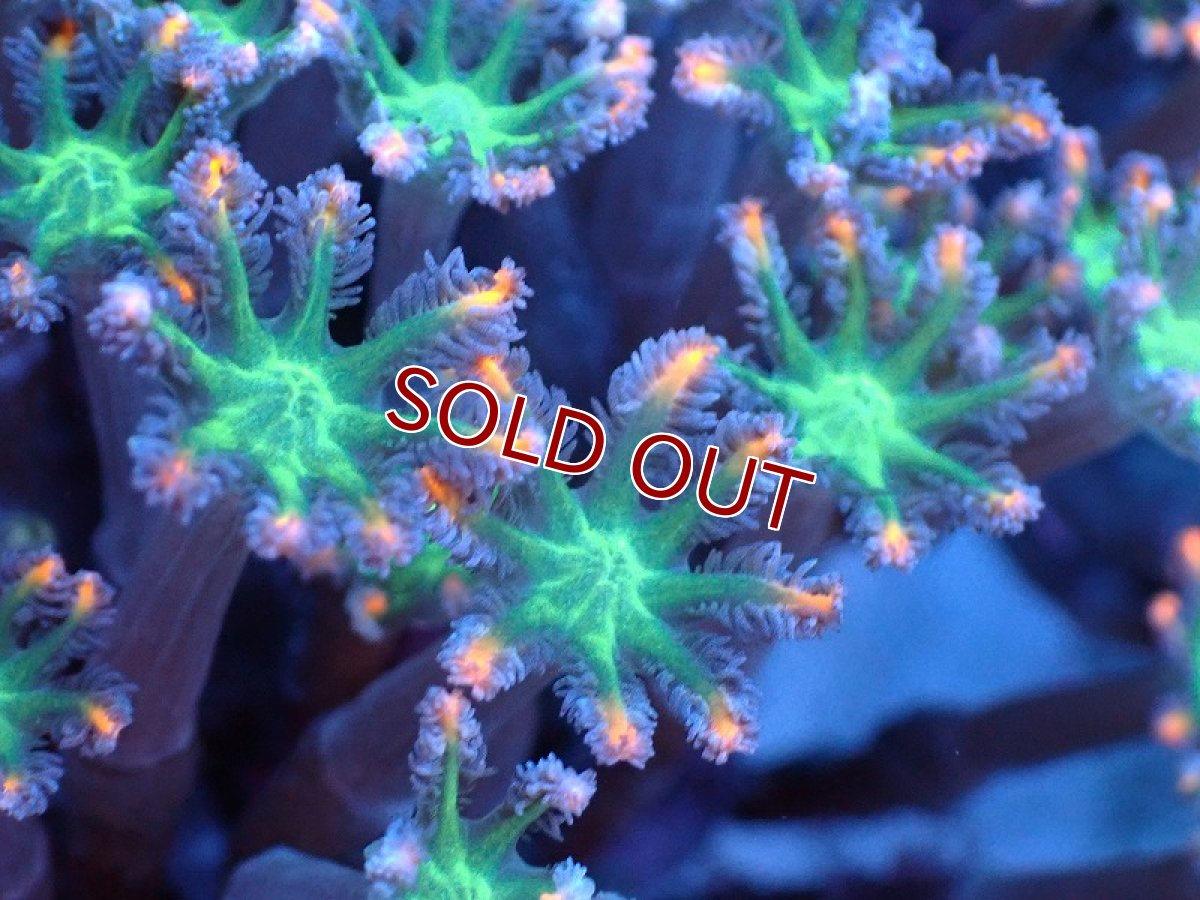 画像2: 【サンゴまとめ買い割り引き対象商品30周年セール】【サンゴ】【通販】ブリードツツウミヅタ（オレンジライン）（個体販売）（±8-9cm)No.4（生体）（サンゴ） (2)