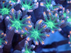 画像2: 【サンゴまとめ買い割引き10％〜20%OFF対象商品】 【サンゴ】【通販】ブリードツツウミヅタ（オレンジライン）（個体販売）（±8-9cm)No.4（生体）（サンゴ） (2)