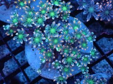 画像1: 【サンゴまとめ買い割引き10％〜20%OFF対象商品】 【サンゴ】【通販】ブリードツツウミヅタ（オレンジライン）（個体販売）（±8-9cm)No.5（生体）（サンゴ） (1)