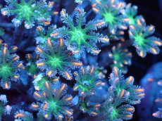 画像2: 【サンゴまとめ買い割引き10％〜20%OFF対象商品】 【サンゴ】【通販】ブリードツツウミヅタ（オレンジライン）（個体販売）（±8-9cm)No.5（生体）（サンゴ） (2)