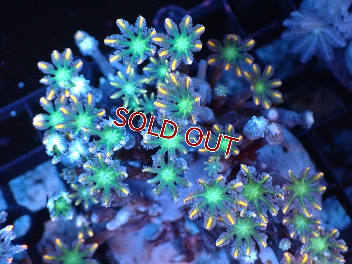 画像1: 【サンゴまとめ買い割り引き対象商品30周年セール】【サンゴ】【通販】ブリードツツウミヅタ（オレンジライン）（個体販売）（±8-9cm)No.6（生体）（サンゴ） (1)