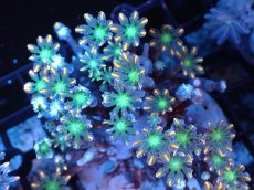 画像1: 【サンゴまとめ買い割引き10％〜20%OFF対象商品】 【サンゴ】【通販】ブリードツツウミヅタ（オレンジライン）（個体販売）（±8-9cm)No.6（生体）（サンゴ） (1)