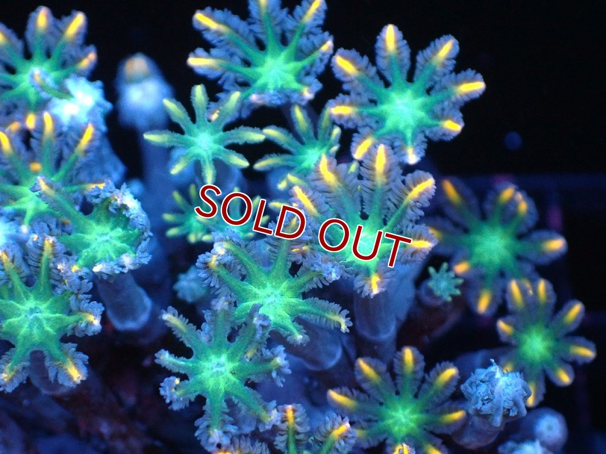 画像2: 【サンゴまとめ買い割り引き対象商品30周年セール】【サンゴ】【通販】ブリードツツウミヅタ（オレンジライン）（個体販売）（±8-9cm)No.6（生体）（サンゴ） (2)