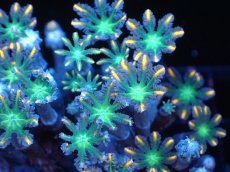 画像2: 【サンゴまとめ買い割引き10％〜20%OFF対象商品】 【サンゴ】【通販】ブリードツツウミヅタ（オレンジライン）（個体販売）（±8-9cm)No.6（生体）（サンゴ） (2)