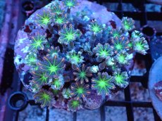 画像1: 【サンゴまとめ買い割引き10％〜20%OFF対象商品】 【サンゴ】【通販】ブリードツツウミヅタ（オレンジライン）（個体販売）（±8-9cm)No.7（生体）（サンゴ） (1)