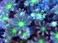 画像2: 【サンゴまとめ買い割引き10％〜20%OFF対象商品】 【サンゴ】【通販】ブリードツツウミヅタ（オレンジライン）（個体販売）（±8-9cm)No.7（生体）（サンゴ） (2)