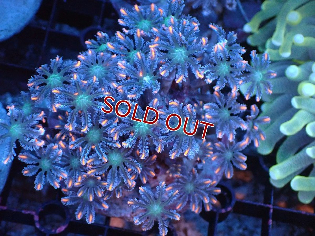 画像1: 【サンゴまとめ買い割り引き対象商品30周年セール】【サンゴ】【通販】ブリードツツウミヅタ（オレンジライン）（個体販売）（±8-9cm)No.8（生体）（サンゴ） (1)