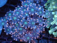 画像1: 【サンゴまとめ買い割引き10％〜20%OFF対象商品】 【サンゴ】【通販】ブリードツツウミヅタ（オレンジライン）（個体販売）（±8-9cm)No.8（生体）（サンゴ） (1)