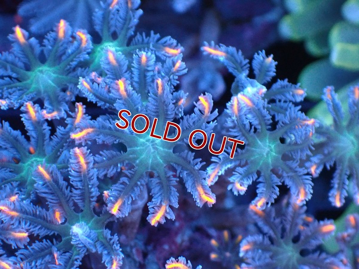 画像2: 【サンゴまとめ買い割り引き対象商品30周年セール】【サンゴ】【通販】ブリードツツウミヅタ（オレンジライン）（個体販売）（±8-9cm)No.8（生体）（サンゴ） (2)