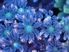 画像2: 【サンゴまとめ買い割引き10％〜20%OFF対象商品】 【サンゴ】【通販】ブリードツツウミヅタ（オレンジライン）（個体販売）（±8-9cm)No.8（生体）（サンゴ） (2)