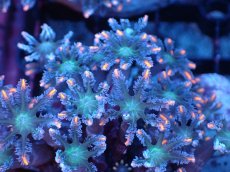 画像2: 【サンゴまとめ買い割引き10％〜20%OFF対象商品】 【サンゴ】【通販】ブリードツツウミヅタ（オレンジライン）（個体販売）（±8-9cm)No.9（生体）（サンゴ） (2)