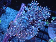 画像1: 【サンゴまとめ買い割引き10％〜20%OFF対象商品】 【サンゴ】【通販】ブリードツツウミヅタ（オレンジライン）（個体販売）（±8-9cm)No.10（生体）（サンゴ） (1)