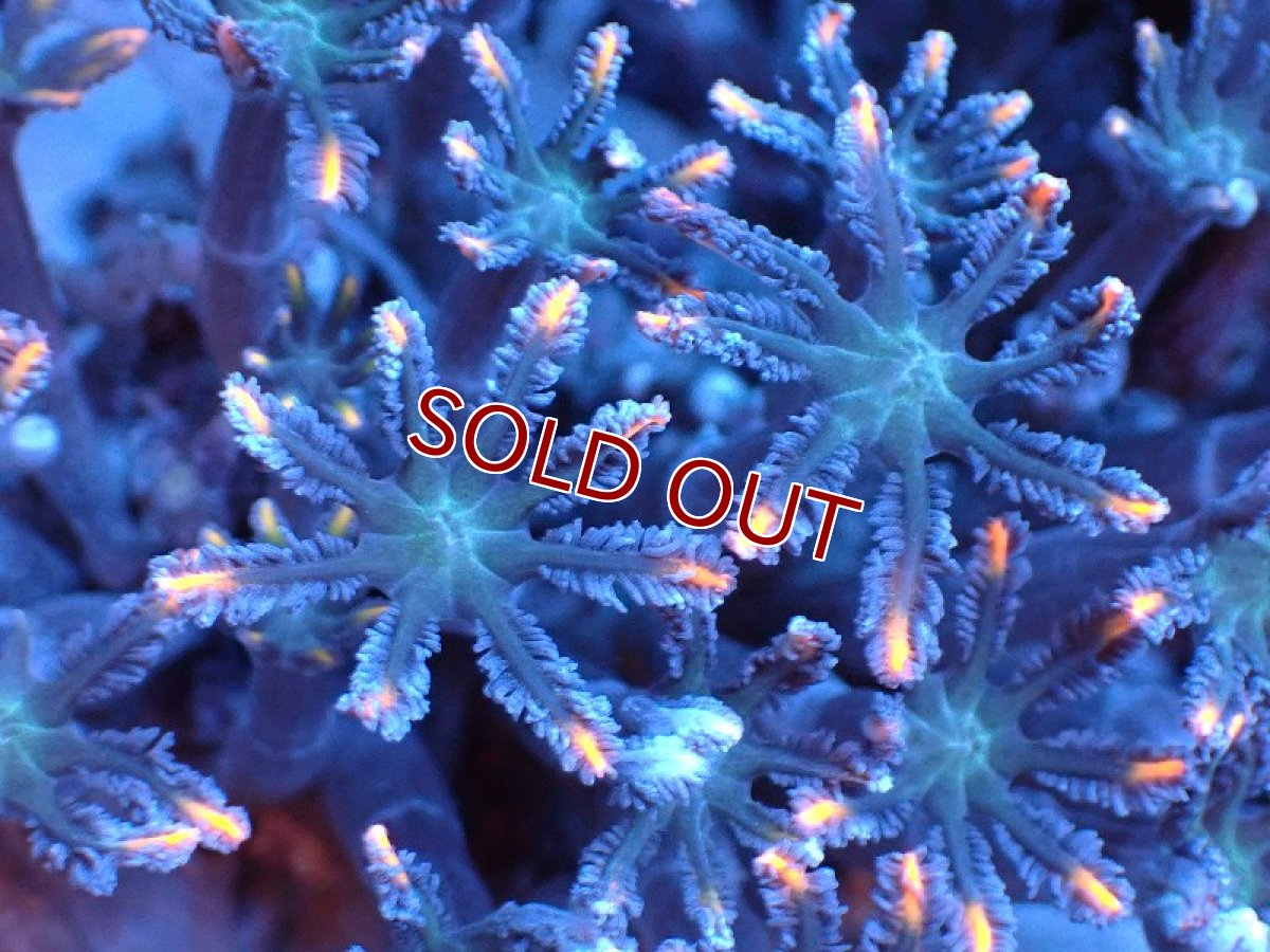 画像2: 【サンゴまとめ買い割り引き対象商品30周年セール】【サンゴ】【通販】ブリードツツウミヅタ（オレンジライン）（個体販売）（±8-9cm)No.10（生体）（サンゴ） (2)