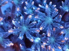 画像2: 【サンゴまとめ買い割引き10％〜20%OFF対象商品】 【サンゴ】【通販】ブリードツツウミヅタ（オレンジライン）（個体販売）（±8-9cm)No.10（生体）（サンゴ） (2)