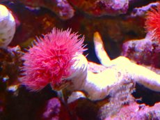 画像1: 【サンゴ】【通販】ハードチューブ（極太・RED）（個体販売）（菅長±17ｃｍ） No.3（生体）（サンゴ） (1)