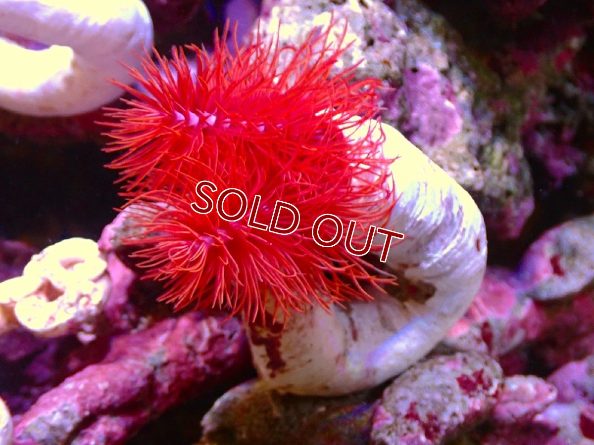 画像1: 【サンゴ】【通販】ハードチューブ（極太・RED）（個体販売）（菅長±17ｃｍ） No.6（生体）（サンゴ） (1)