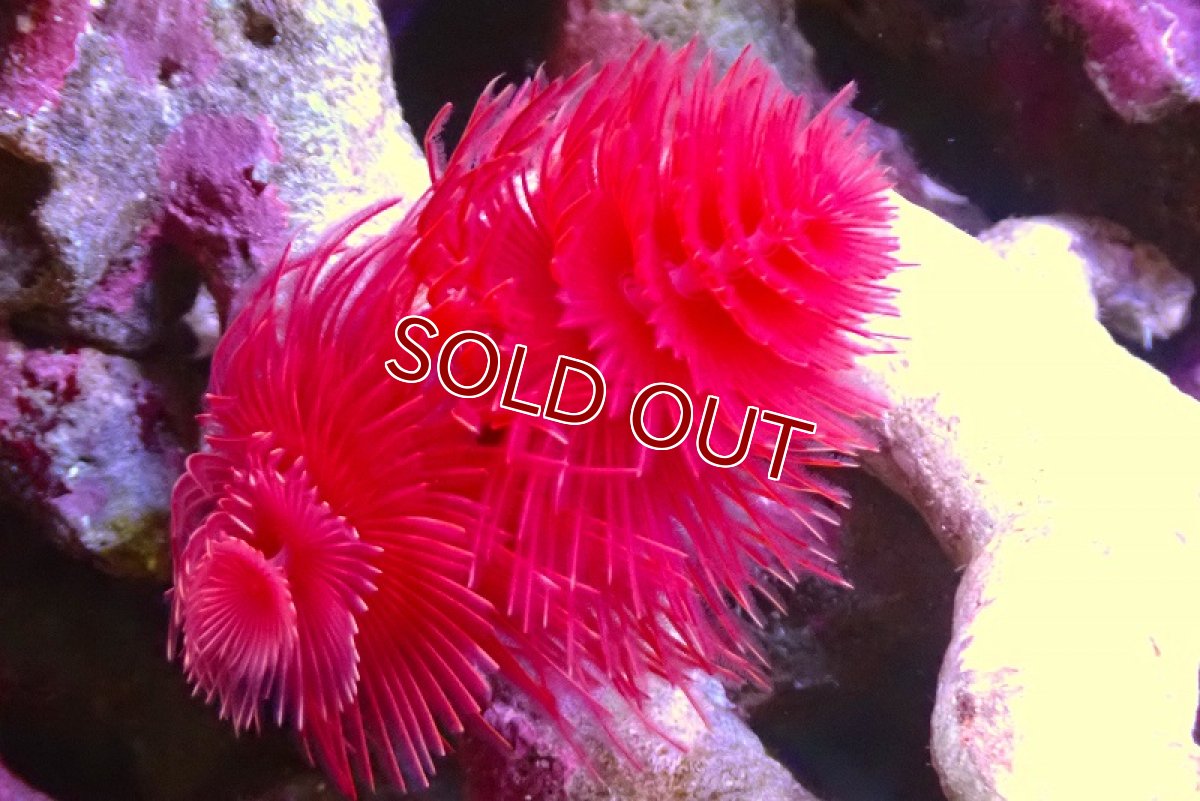 画像1: 【サンゴ】【通販】ハードチューブ（極太・RED）（個体販売）（菅長±11ｃｍ） No.9（生体）（サンゴ） (1)