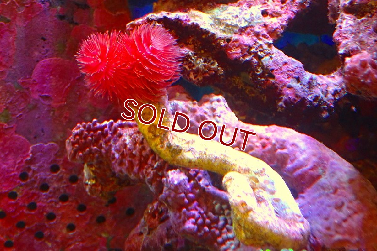 画像1: 【サンゴ】【通販】ハードチューブ（極太・RED）（個体販売）（菅長±13ｃｍ） No.8（生体）（サンゴ） (1)
