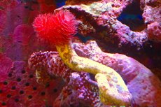 画像1: 【サンゴ】【通販】ハードチューブ（極太・RED）（個体販売）（菅長±13ｃｍ） No.8（生体）（サンゴ） (1)