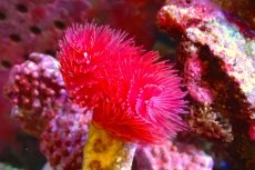 画像2: 【サンゴ】【通販】ハードチューブ（極太・RED）（個体販売）（菅長±13ｃｍ） No.8（生体）（サンゴ） (2)