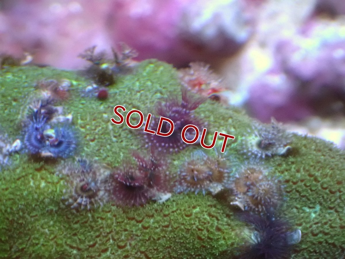 画像2: 【サンゴ】【通販】イバラカンザシ（Multi)（個体販売）No.2（生体）（サンゴ） (2)