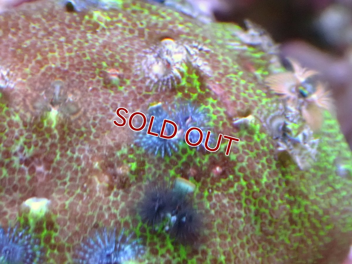 画像2: 【サンゴ】【通販】イバラカンザシ（Multi)（個体販売）No.3（生体）（サンゴ） (2)