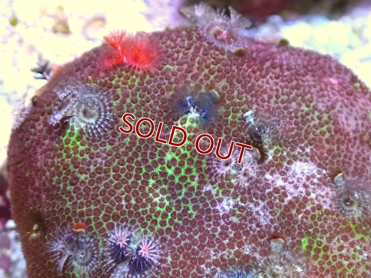 画像2: 【サンゴ】【通販】イバラカンザシ（Multi)（個体販売）No.4（生体）（サンゴ） (2)