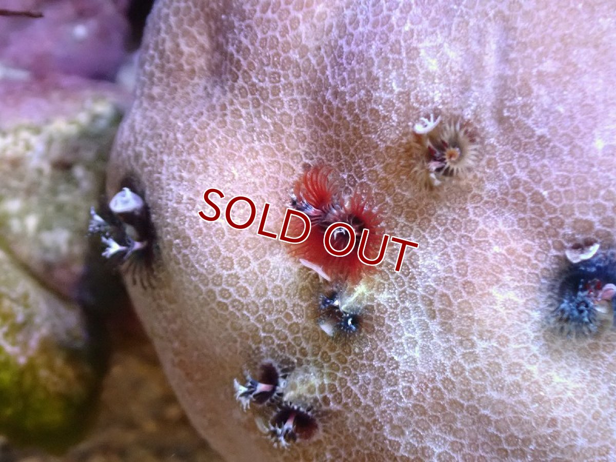 画像2: 【サンゴ】【通販】イバラカンザシ（Multi)（個体販売）（±7ｃｍ）No.2（生体）（サンゴ） (2)