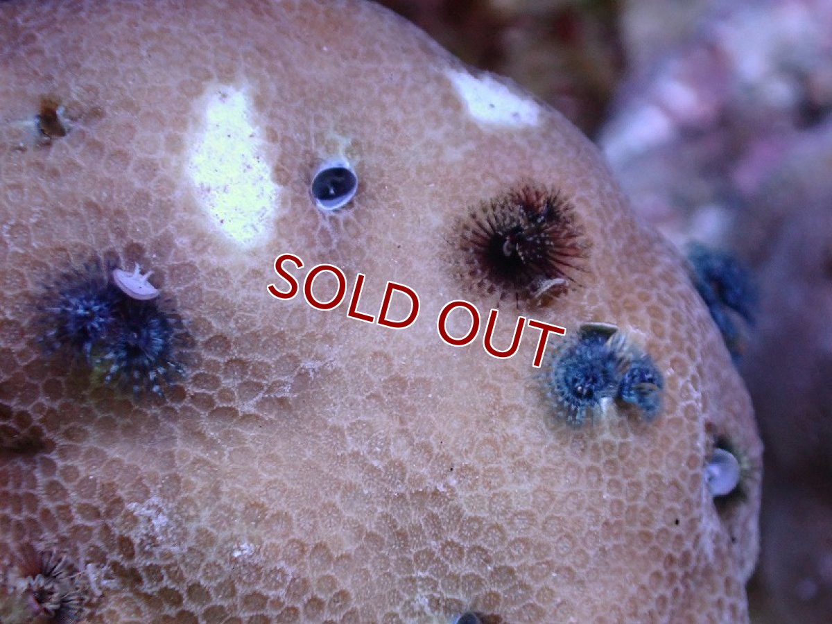 画像2: 【サンゴ】【通販】イバラカンザシ（Multi)（個体販売）（±9ｃｍ）No.3（生体）（サンゴ） (2)