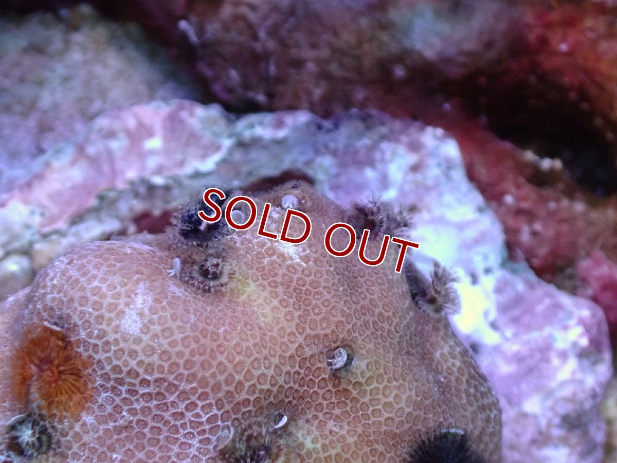 画像2: 【サンゴ】【通販】イバラカンザシ（Multi)（個体販売）（±6ｃｍ）No.4（生体）（サンゴ） (2)