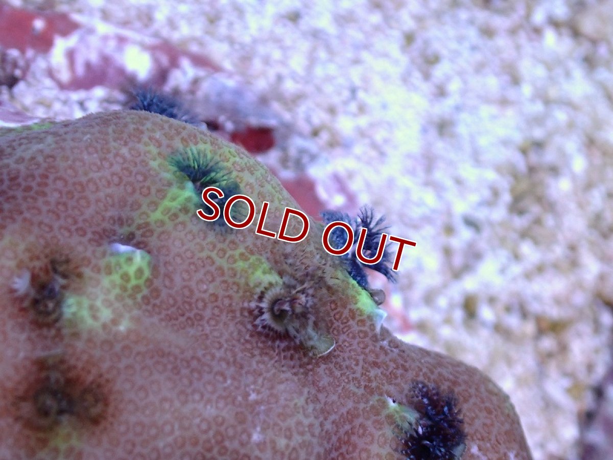 画像2: 【サンゴ】【通販】イバラカンザシ（Multi)（個体販売）（±7ｃｍ）No.5（生体）（サンゴ） (2)
