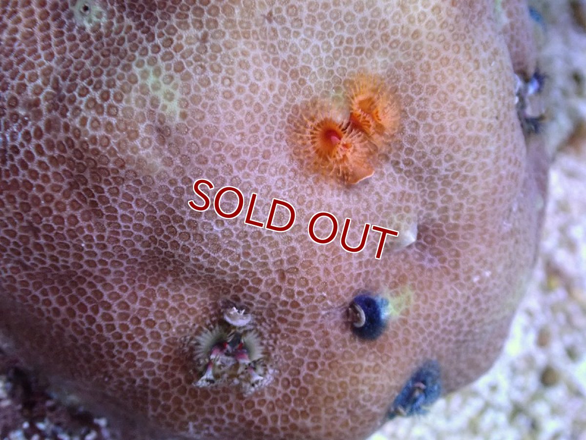 画像2: 【サンゴ】【通販】イバラカンザシ（Multi)（個体販売）（±7ｃｍ）No.6（生体）（サンゴ） (2)