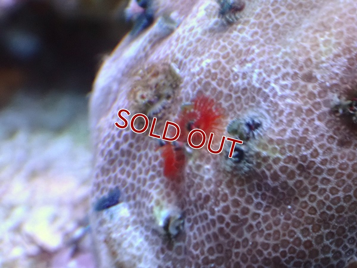 画像2: 【サンゴ】【通販】イバラカンザシ（Multi)（個体販売）（±7ｃｍ）No.7（生体）（サンゴ） (2)