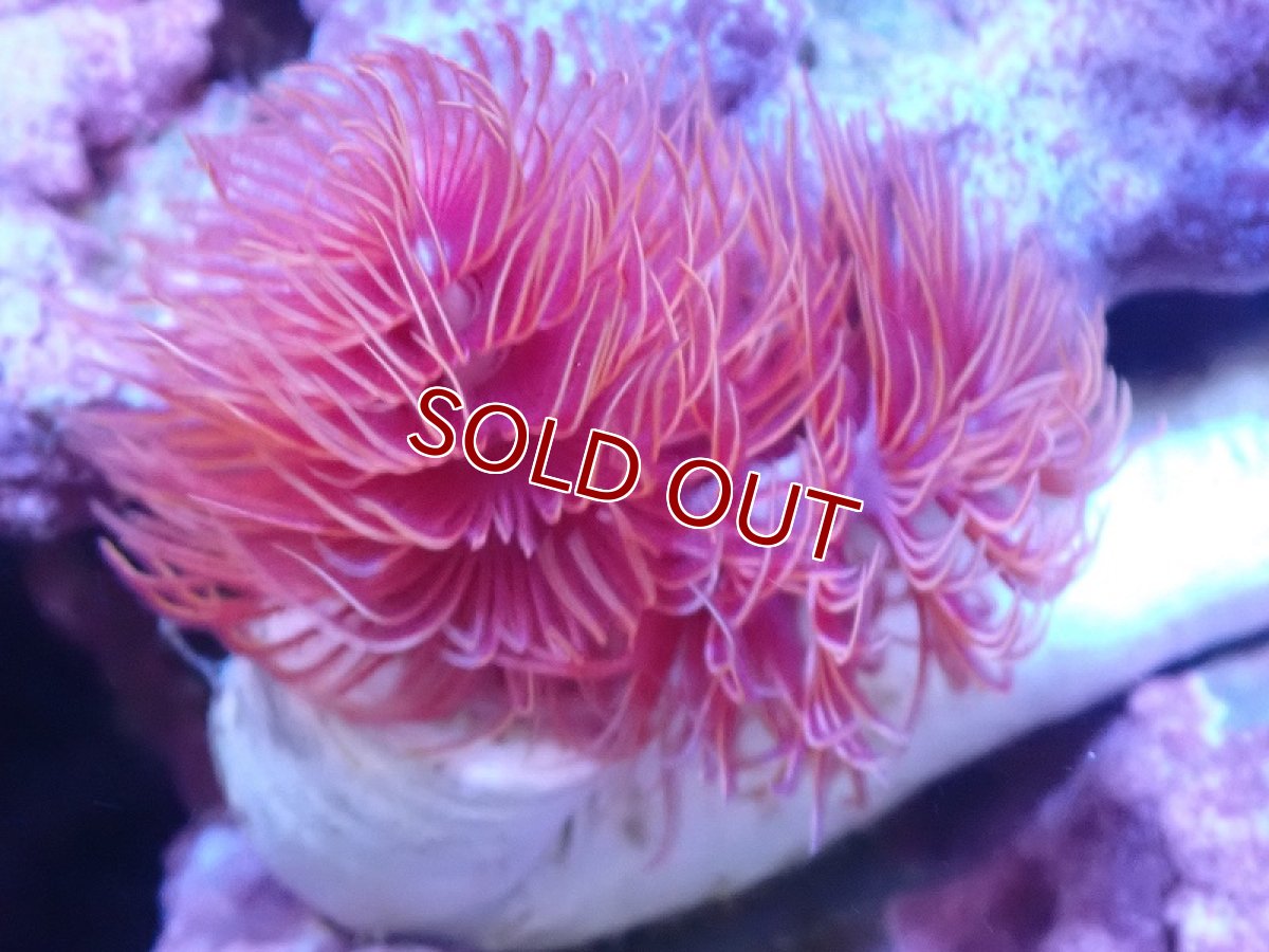 画像2: 【サンゴ】【通販】極美！ハードチューブ（極太/RED)（個体販売）（才幹サイズ±15ｃｍ）No.1（生体）（サンゴ） (2)