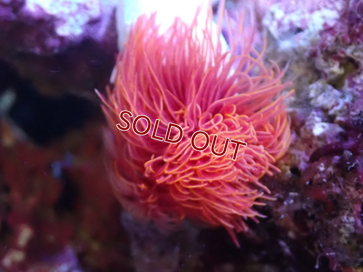 画像2: 【サンゴ】【通販】極美！ハードチューブ（極太/RED)（個体販売）（才幹サイズ±15ｃｍ）No.2（生体）（サンゴ） (2)