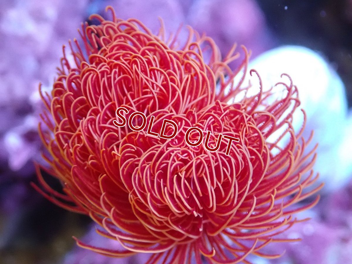 画像2: 【サンゴ】【通販】極美！ハードチューブ（極太/RED)（個体販売）（才幹サイズ±15ｃｍ）No.3（生体）（サンゴ） (2)