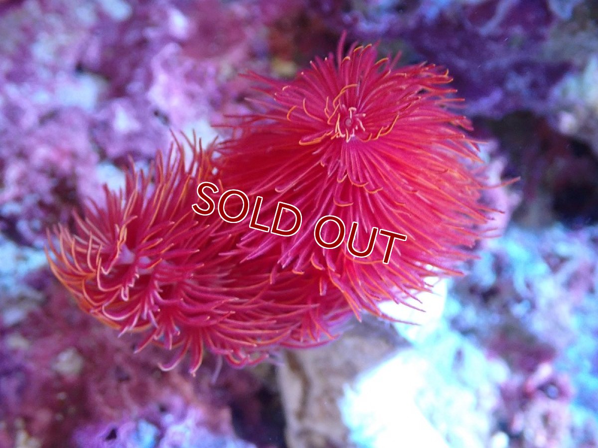 画像2: 【サンゴ】【通販】極美！ハードチューブ（極太/RED)（個体販売）（才幹サイズ±15ｃｍ）No.4（生体）（サンゴ） (2)