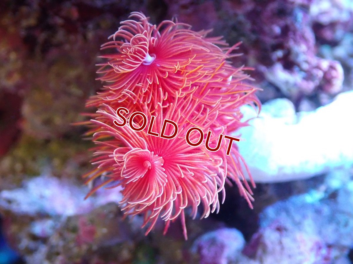 画像2: 【サンゴ】【通販】極美！ハードチューブ（極太/RED)（個体販売）（才幹サイズ±15ｃｍ）No.5（生体）（サンゴ） (2)