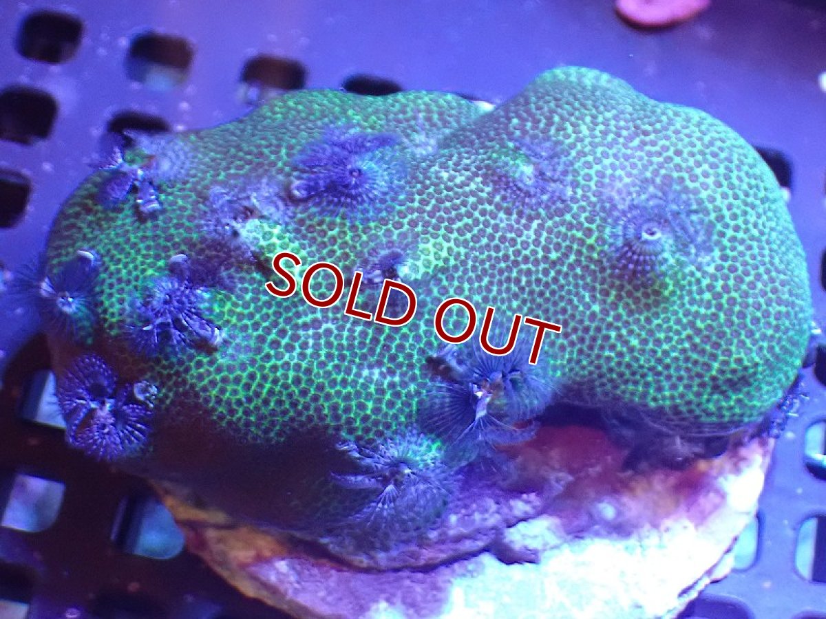 画像1: 【サンゴ】【通販】イバラカンザシ（Multi)（個体販売）（生体）（サンゴ） (1)