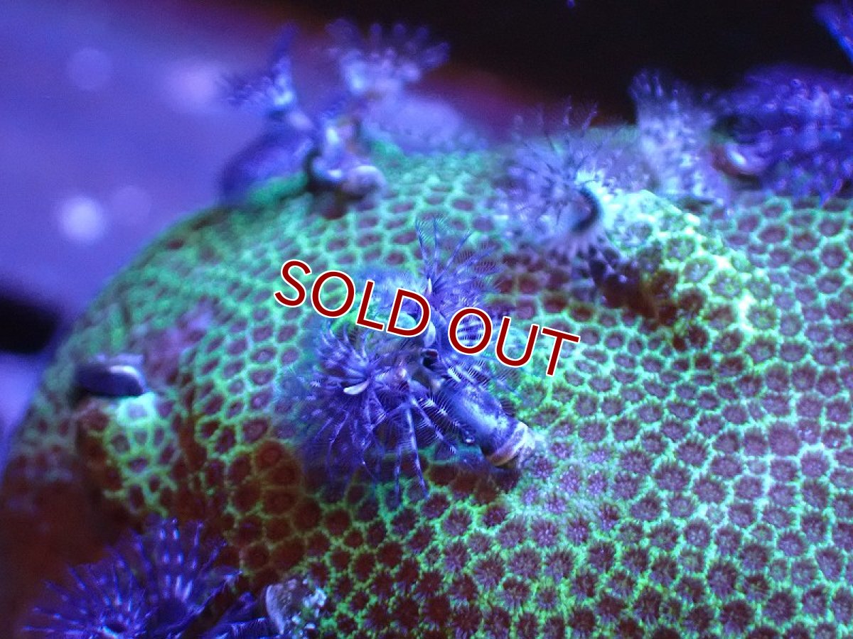 画像2: 【サンゴ】【通販】イバラカンザシ（Multi)（個体販売）（生体）（サンゴ） (2)