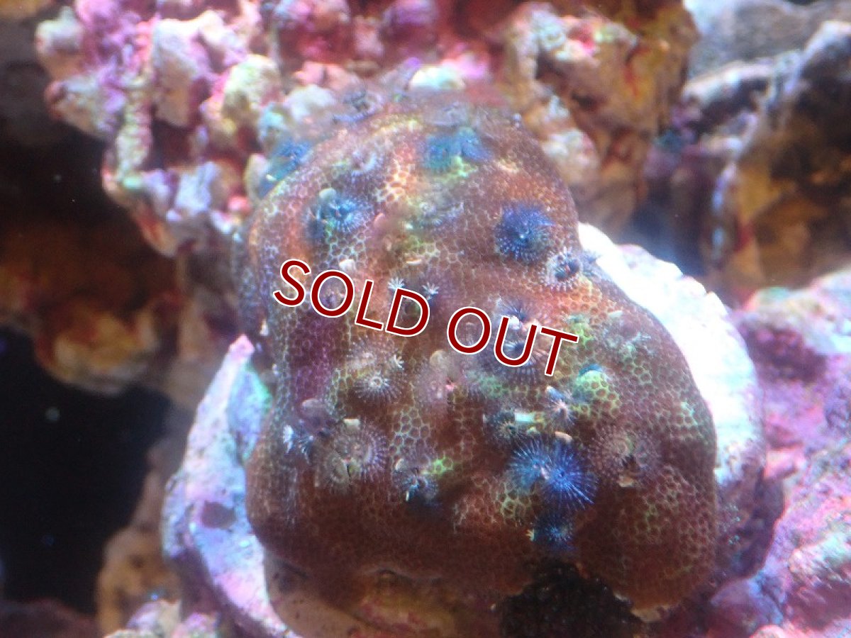 画像1: 【サンゴ】【通販】イバラカンザシ（Multi)（個体販売）（±8-9cm)No.1（生体）（サンゴ） (1)