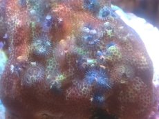 画像2: 【サンゴまとめ買い割引き10％〜20%OFF対象商品】【サンゴ】【通販】イバラカンザシ（Multi)（個体販売）（±8-9cm)No.1（生体）（サンゴ） (2)