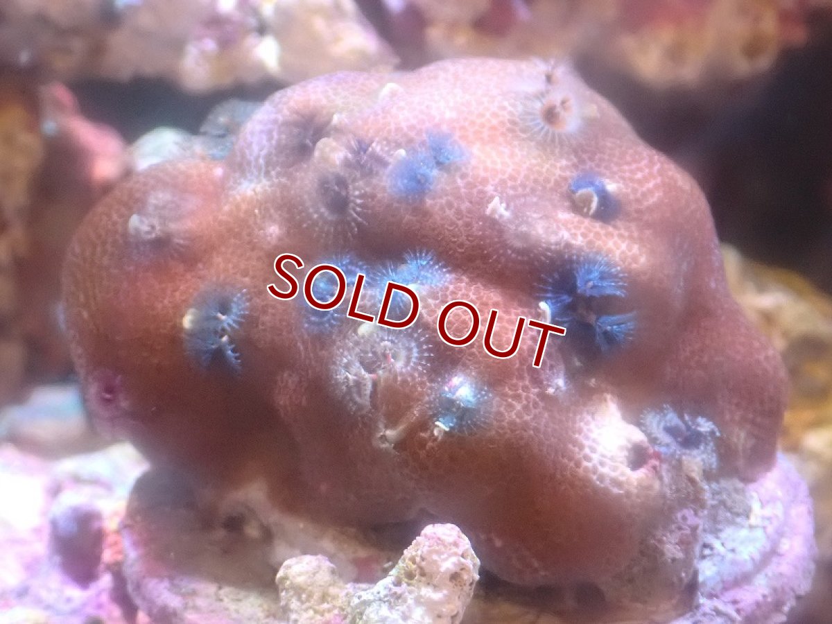 画像1: 【サンゴ】【通販】イバラカンザシ（Multi)（個体販売）（±8-9cm)No.2（生体）（サンゴ） (1)