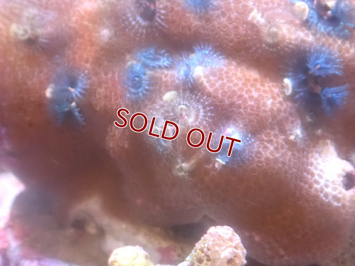 画像2: 【サンゴ】【通販】イバラカンザシ（Multi)（個体販売）（±8-9cm)No.2（生体）（サンゴ） (2)