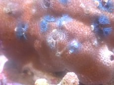 画像2: 【サンゴまとめ買い割引き10％〜20%OFF対象商品】【サンゴ】【通販】イバラカンザシ（Multi)（個体販売）（±8-9cm)No.2（生体）（サンゴ） (2)