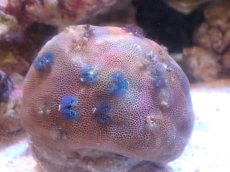 画像1: 【サンゴまとめ買い割引き10％〜20%OFF対象商品】【サンゴ】【通販】イバラカンザシ（Multi)（個体販売）（±8-9cm)No.3（生体）（サンゴ） (1)