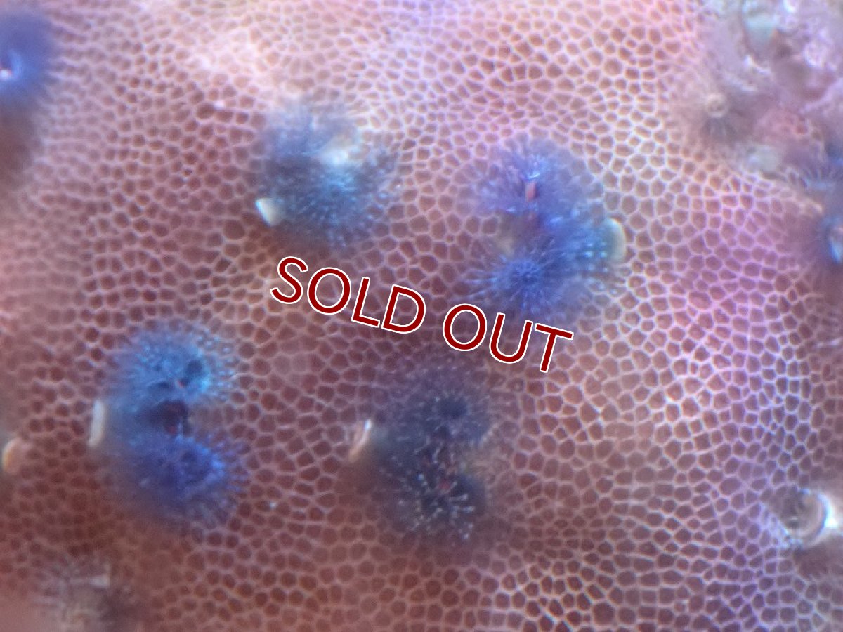 画像2: 【サンゴ】【通販】イバラカンザシ（Multi)（個体販売）（±8-9cm)No.3（生体）（サンゴ） (2)