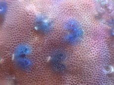 画像2: 【サンゴまとめ買い割引き10％〜20%OFF対象商品】【サンゴ】【通販】イバラカンザシ（Multi)（個体販売）（±8-9cm)No.3（生体）（サンゴ） (2)