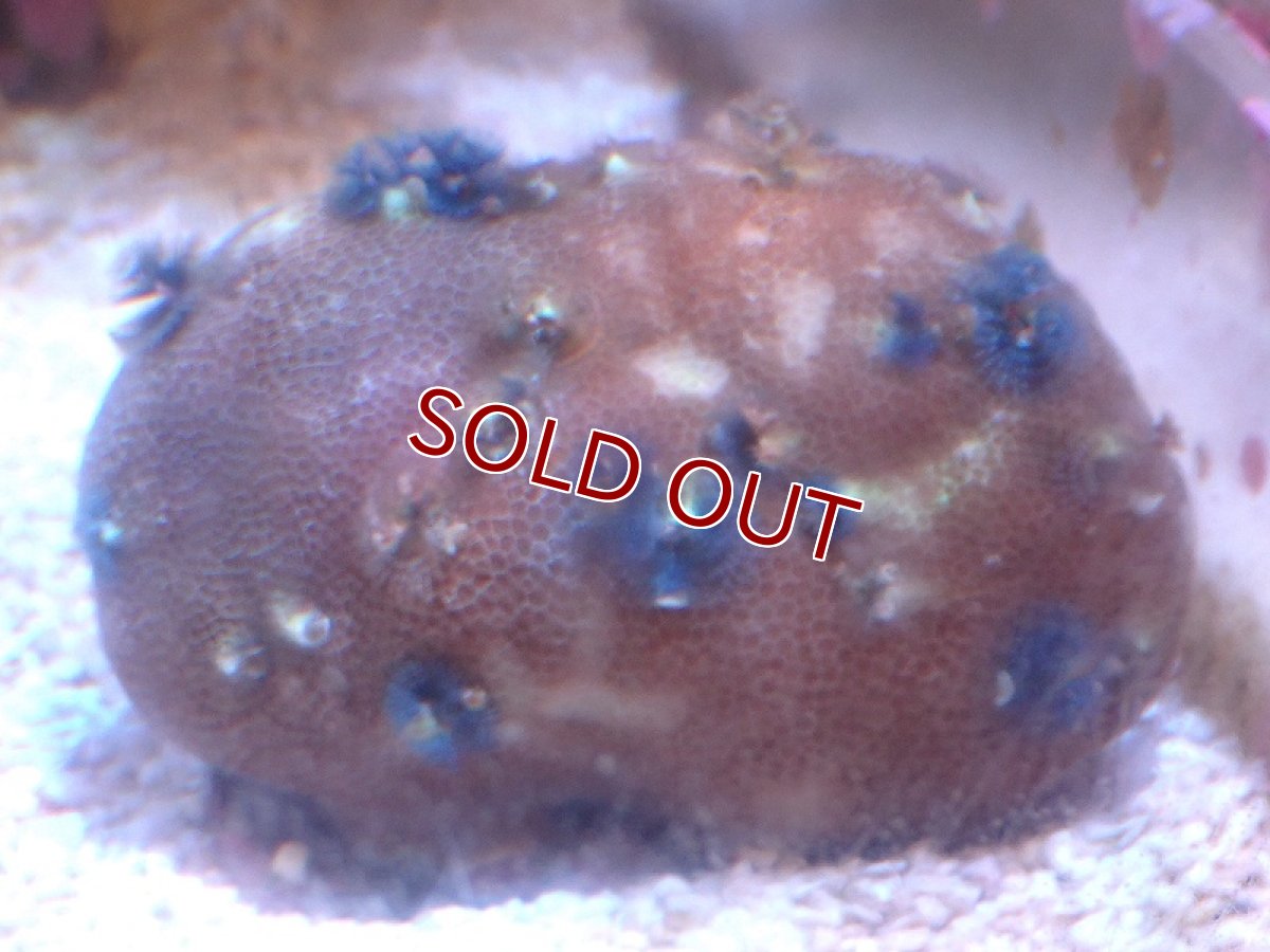 画像1: 【サンゴ】【通販】イバラカンザシ（Multi)（個体販売）（±8-9cm)No.4（生体）（サンゴ） (1)