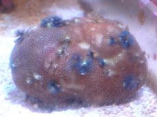 画像1: 【サンゴまとめ買い割引き10％〜20%OFF対象商品】【サンゴ】【通販】イバラカンザシ（Multi)（個体販売）（±8-9cm)No.4（生体）（サンゴ） (1)